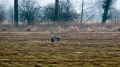 026_Biebrza - kwiecien 2011